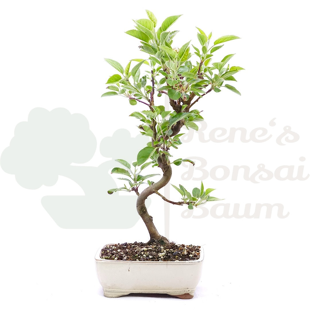 Zierapfel 'Malus spec.'